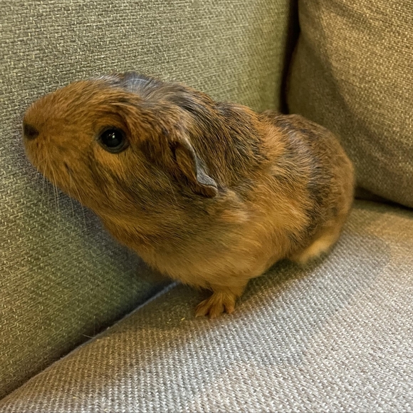 Meet your Posher, Chloe - Picture 5 of 14